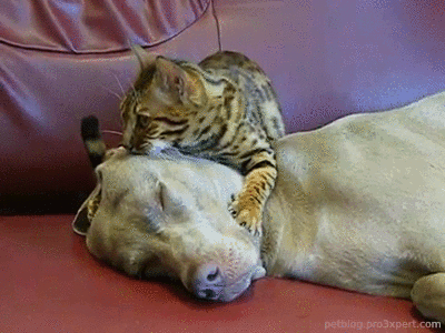 Cat massaging dog reveals a different side of nature that we have not focused on