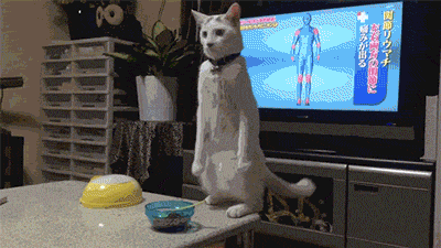 metaphysical-cat-animated
