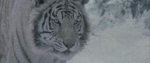 white-tiger-snow-animated
