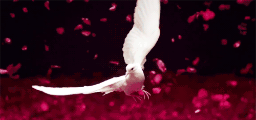 Consciousness-creates-reality-amazing-white-dove-54-500