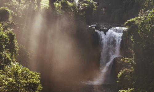Consciousness-forms-matter-forest-trees-28-500
