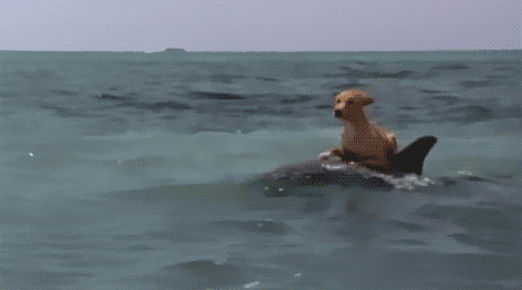 Dog riding on dolphin