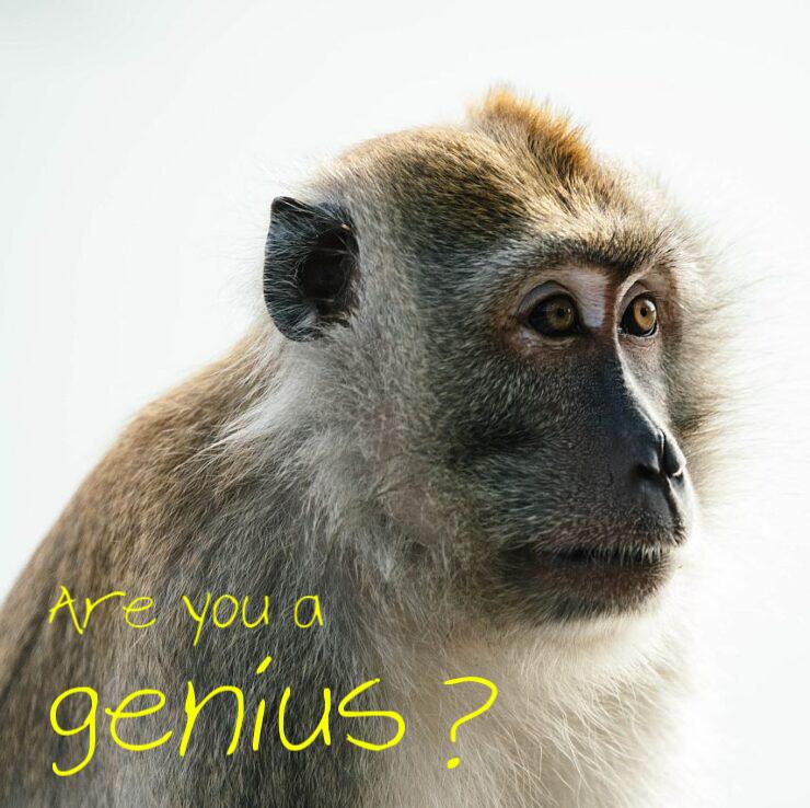 Monkey